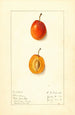 Prunus domestica Munson - Ellen Isham Schutt — Ansicht des Kunstwerks