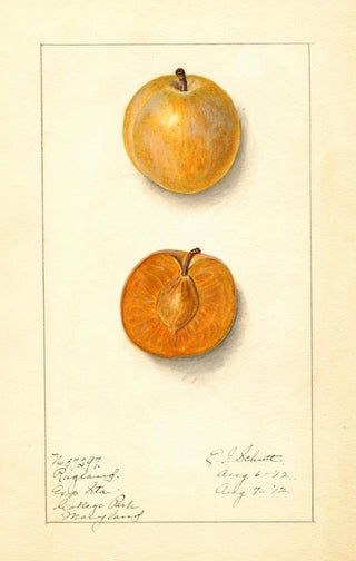 Ellen Isham Schutt - Prunus domestica Ragland.webp