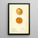 Prunus domestica Ragland - Ellen Isham Schutt — gerahmtes Bild an der Wand