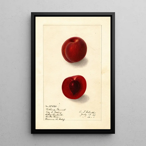 Prunus domestica Rutland Plumcot - Ellen Isham Schutt — gerahmtes Bild an der Wand