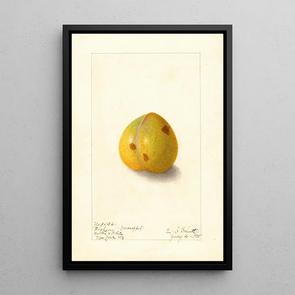 Prunus domestica Wickson - Ellen Isham Schutt — gerahmtes Bild an der Wand