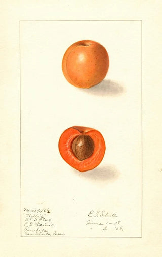 Ellen Isham Schutt - Prunus mume Nellie.webp