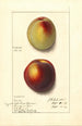Prunus persica - Ellen Isham Schutt — Ansicht des Kunstwerks