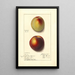 Prunus persica - Ellen Isham Schutt — gerahmtes Bild an der Wand