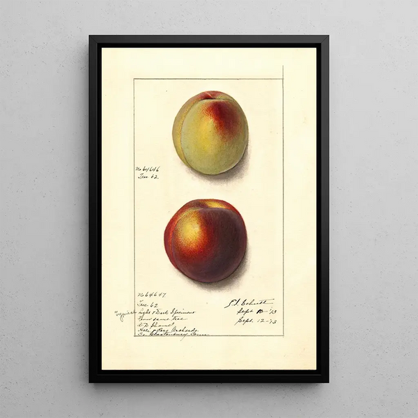Prunus persica - Ellen Isham Schutt — gerahmtes Bild an der Wand