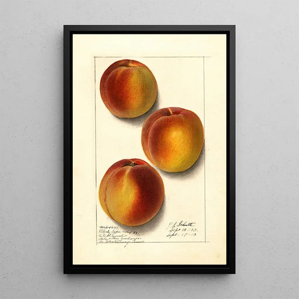 Prunus persica Elberta - Ellen Isham Schutt — gerahmtes Bild an der Wand