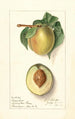 Prunus persica Greensboro - Ellen Isham Schutt — Ansicht des Kunstwerks