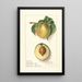 Prunus persica Greensboro - Ellen Isham Schutt — gerahmtes Bild an der Wand