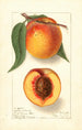 Prunus persica Highland Beauty - Ellen Isham Schutt — Ansicht des Kunstwerks