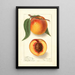 Prunus persica Highland Beauty - Ellen Isham Schutt — gerahmtes Bild an der Wand