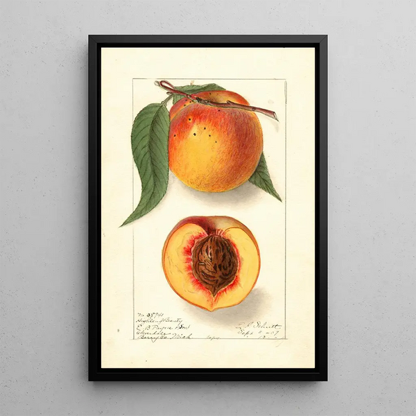Prunus persica Highland Beauty - Ellen Isham Schutt — gerahmtes Bild an der Wand