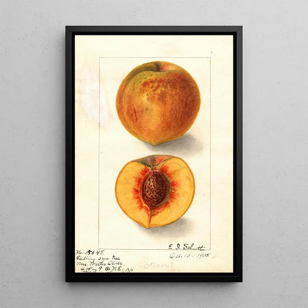 Prunus persica Oliver - Ellen Isham Schutt — gerahmtes Bild an der Wand