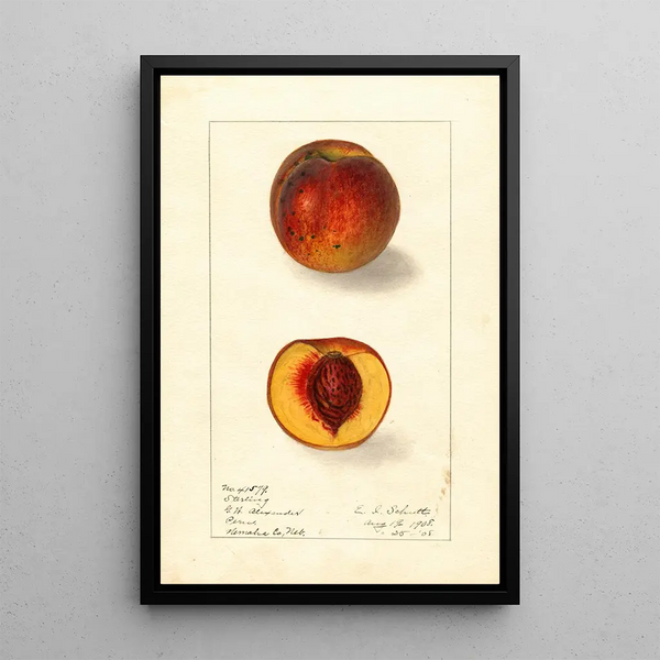 Prunus persica Sterling - Ellen Isham Schutt — gerahmtes Bild an der Wand
