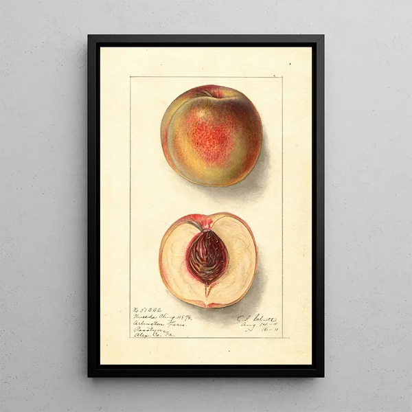 Prunus persica Uneeda Cling - Ellen Isham Schutt — gerahmtes Bild an der Wand