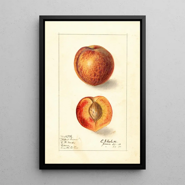 Prunus persica Yellow Swan - Ellen Isham Schutt — gerahmtes Bild an der Wand