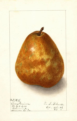 Ellen Isham Schutt - Pyrus communis Deweys Premium.webp