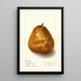 Pyrus communis Deweys Premium - Ellen Isham Schutt — gerahmtes Bild an der Wand