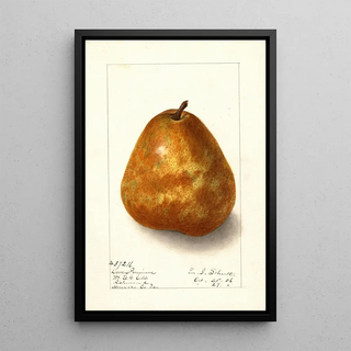 Ellen Isham Schutt - Pyrus communis Deweys Premium.webp
