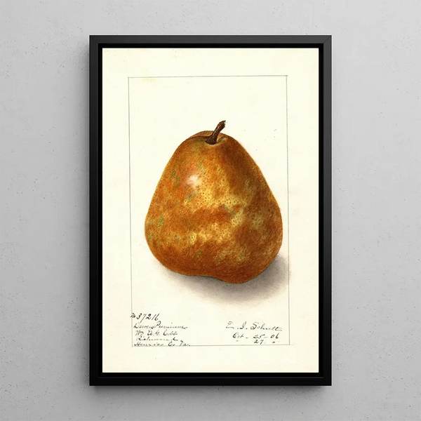 Pyrus communis Deweys Premium - Ellen Isham Schutt — gerahmtes Bild an der Wand