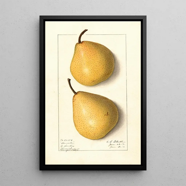 Pyrus communis Howell - Ellen Isham Schutt — gerahmtes Bild an der Wand