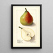 Pyrus communis Lawson Comet - Ellen Isham Schutt — gerahmtes Bild an der Wand