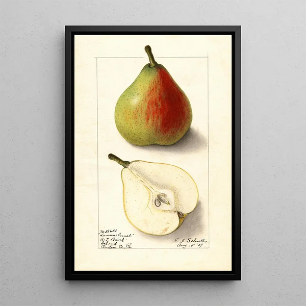 Pyrus communis Lawson Comet - Ellen Isham Schutt — gerahmtes Bild an der Wand
