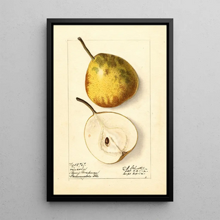 Ellen Isham Schutt - Pyrus communis Lincoln.webp