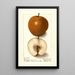 Pyrus communis Magnolia - Ellen Isham Schutt — gerahmtes Bild an der Wand
