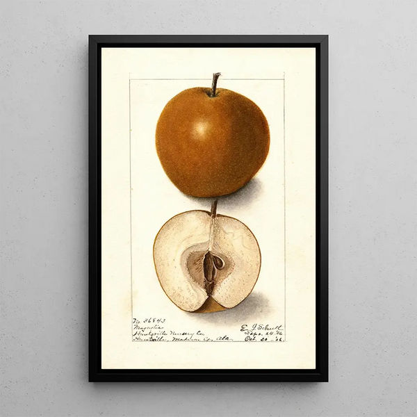 Pyrus communis Magnolia - Ellen Isham Schutt — gerahmtes Bild an der Wand