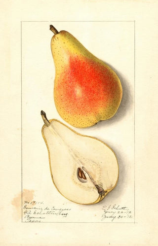 Ellen Isham Schutt - Pyrus communis Souvenir du Congress.webp