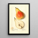 Pyrus communis Souvenir du Congrès - Ellen Isham Schutt — gerahmtes Bild an der Wand