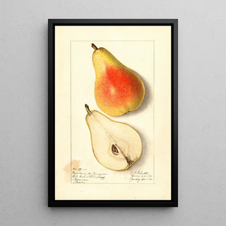 Ellen Isham Schutt - Pyrus communis Souvenir du Congress.webp