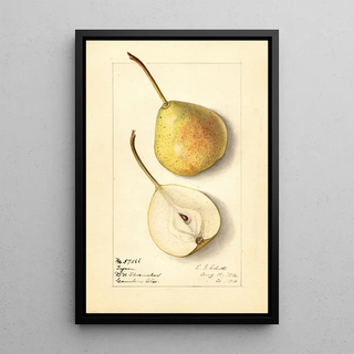 Ellen Isham Schutt - Pyrus communis Tyson.webp