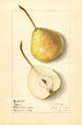 Pyrus communis Tyson - Ellen Isham Schutt — Ansicht des Kunstwerks