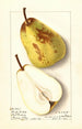 Pyrus communis Winter Bartlett - Ellen Isham Schutt — Ansicht des Kunstwerks