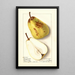 Pyrus communis Winter Bartlett - Ellen Isham Schutt — gerahmtes Bild an der Wand
