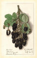Rubus Agawam - Ellen Isham Schutt — Ansicht des Kunstwerks