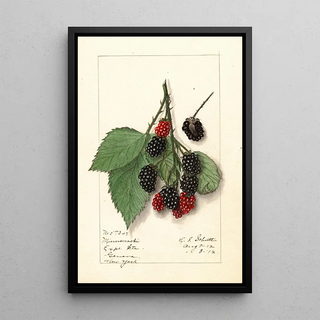 Ellen Isham Schutt - Rubus Minnervaski.webp