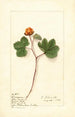 Rubus chamaemorus - Ellen Isham Schutt — Ansicht des Kunstwerks