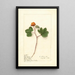 Rubus chamaemorus - Ellen Isham Schutt — gerahmtes Bild an der Wand