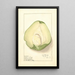 Sechium edule - Ellen Isham Schutt — gerahmtes Bild an der Wand