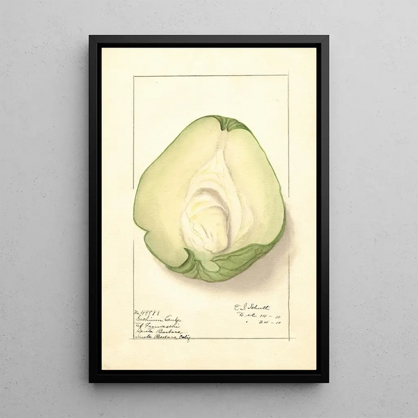 Ellen Isham Schutt - Sechium edule.webp