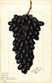Vitis Askarie - Ellen Isham Schutt — Ansicht des Kunstwerks