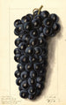 Vitis Campbells Early - Ellen Isham Schutt — Ansicht des Kunstwerks