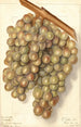 Vitis Hycales - Ellen Isham Schutt — Ansicht des Kunstwerks