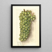 Vitis Muscat de Frontignan - Ellen Isham Schutt — gerahmtes Bild an der Wand