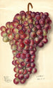 Vitis Rodites - Ellen Isham Schutt — Ansicht des Kunstwerks