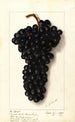 Vitis Syrah de l'Hermitage - Ellen Isham Schutt — Ansicht des Kunstwerks
