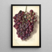Vitis Takayo - Ellen Isham Schutt — gerahmtes Bild an der Wand