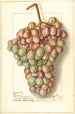 Vitis Teneron - Ellen Isham Schutt — Ansicht des Kunstwerks
